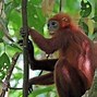 Burung Endemik Kalimantan Timur